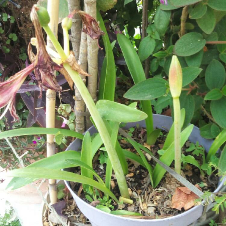 plant image 1222511
