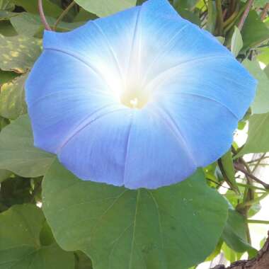 Ipomoea tricolor 'Heavenly Blue'