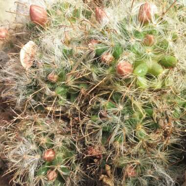 Mammillaria Bocasana