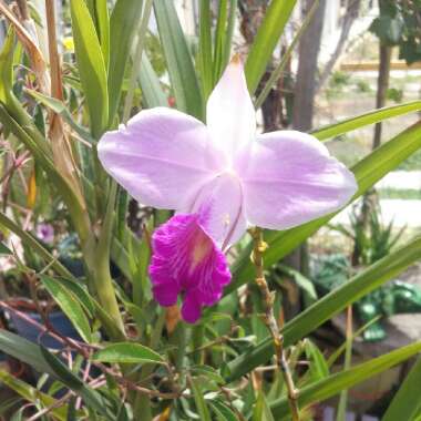 Arundina graminifolia