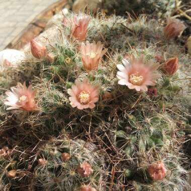Mammillaria Bocasana