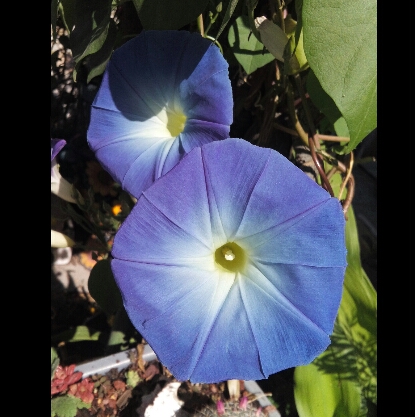 plant image 1276253 plant image 1276253