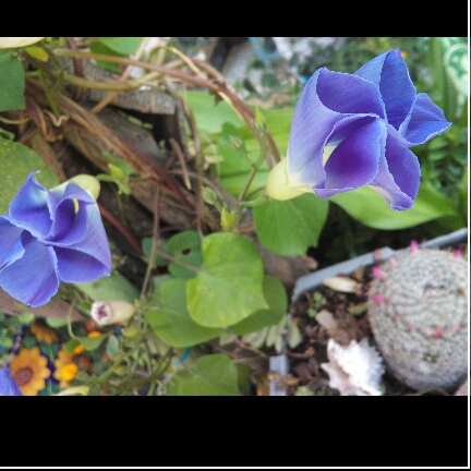 plant image 1276256 plant image 1276256
