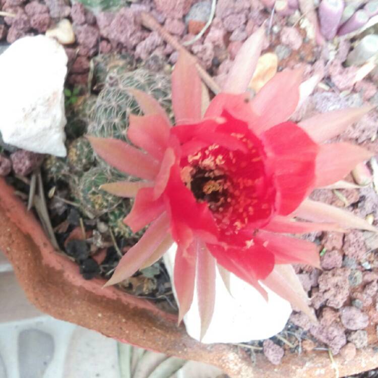 plant image 1292604