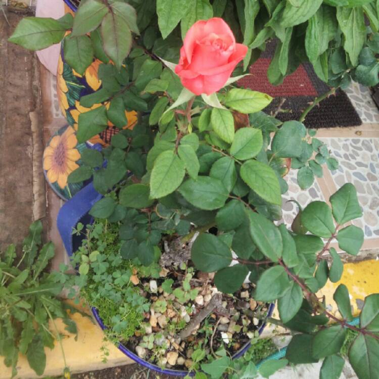 plant image 1292614 plant image 1292614