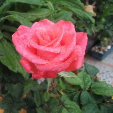 Rosa (Hybrid Tea)