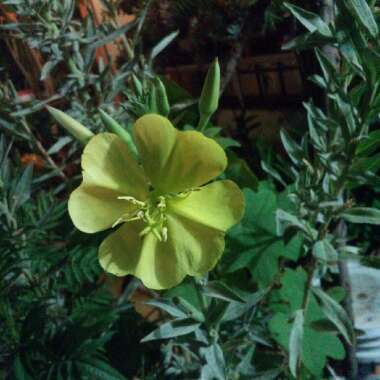 Oenothera elata