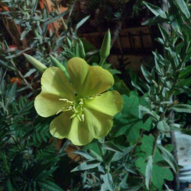 Plant image Oenothera elata