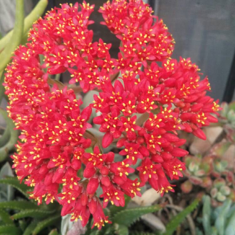 plant image 1345449