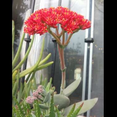 Crassula Perfoliata Var. Falcata