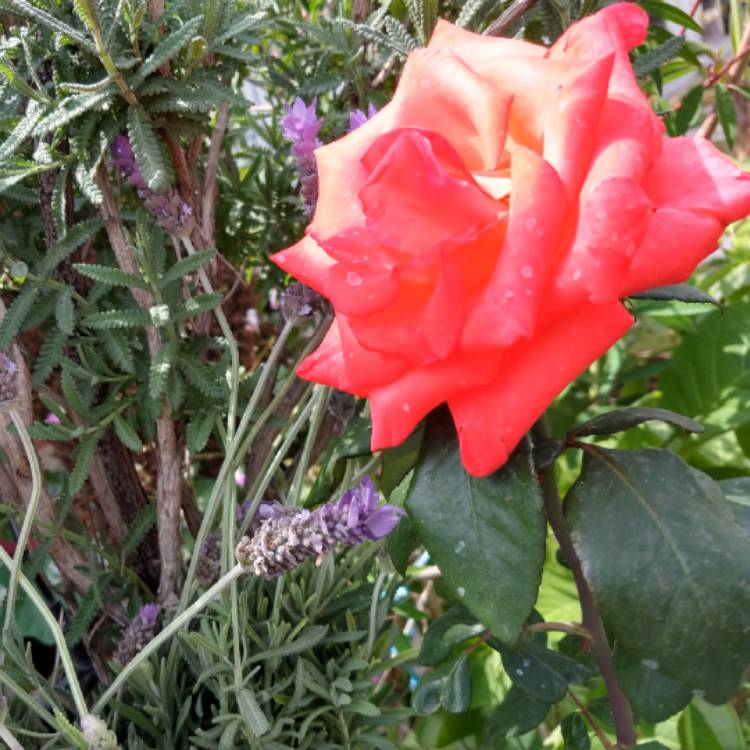 plant image 1369114 plant image 1369114