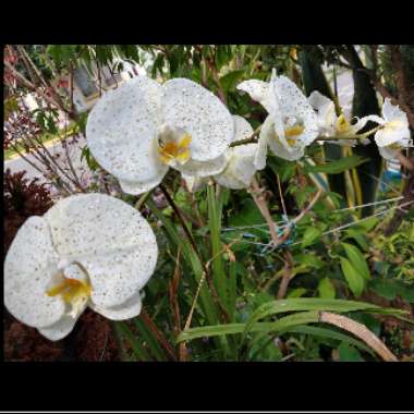 Phalaenopsis "Aphrodite"