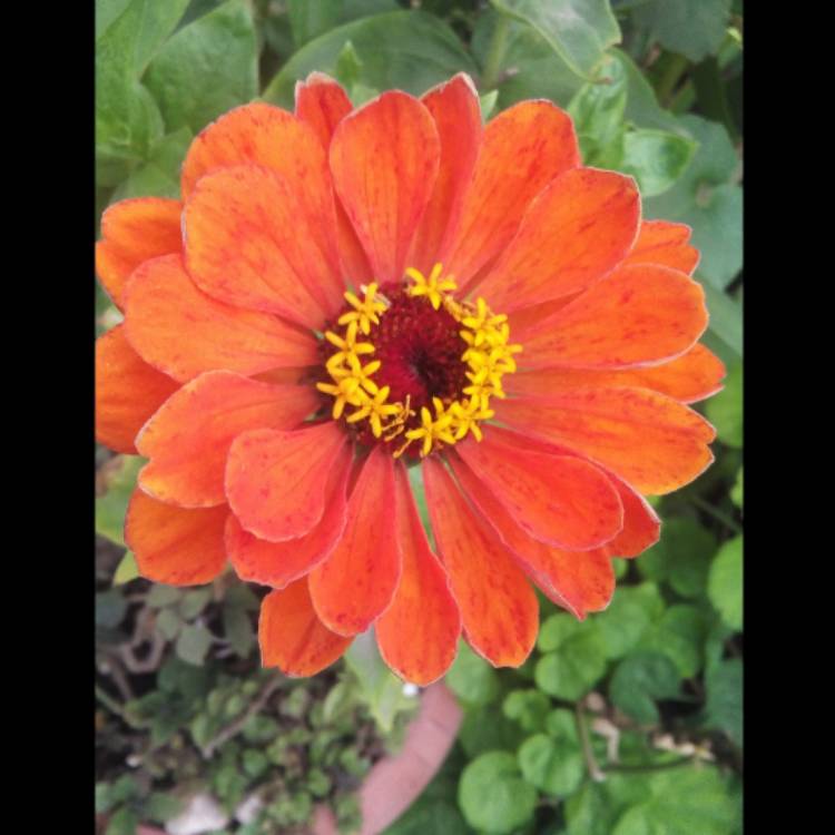 plant image 1387365