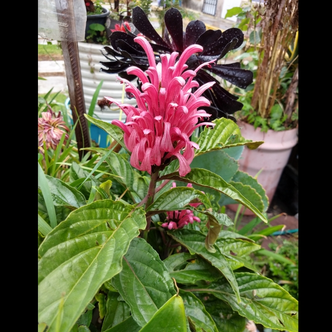 Plant image Justicia carnea