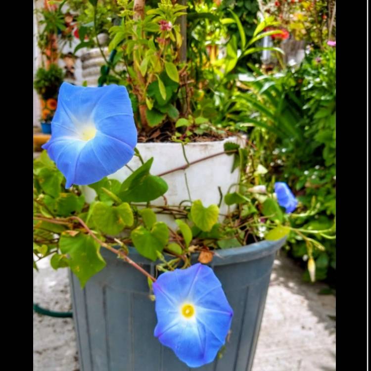 plant image 1392327 plant image 1392327