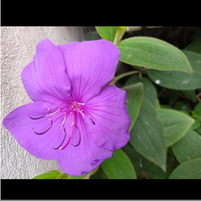 plant image 1407553 plant image 1407553