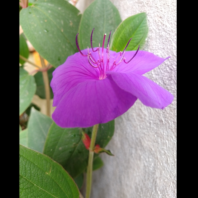 plant image 1407554 plant image 1407554