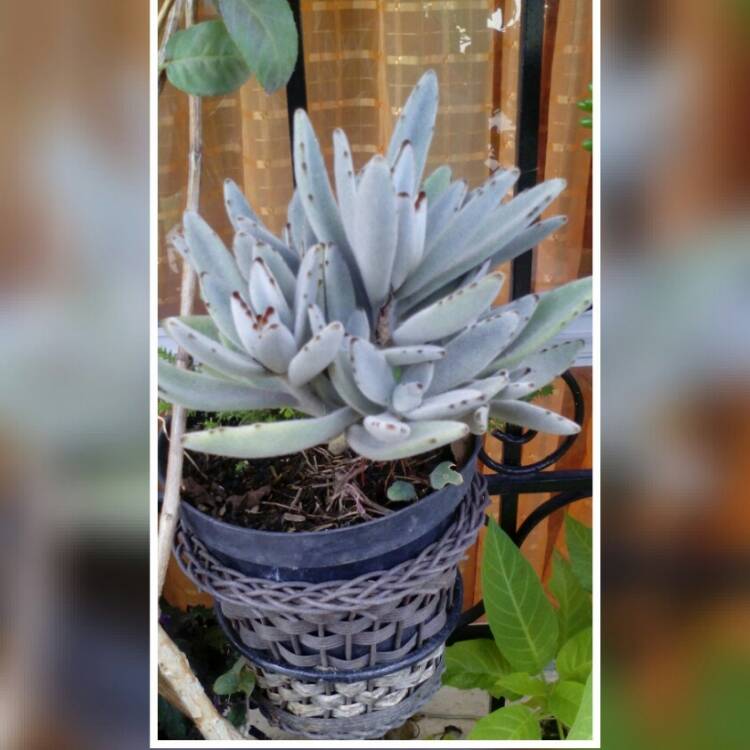 plant image 429969