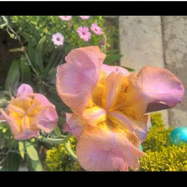 Iris x germanica