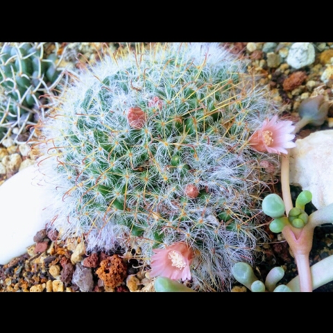 plant image 878273 plant image 878273