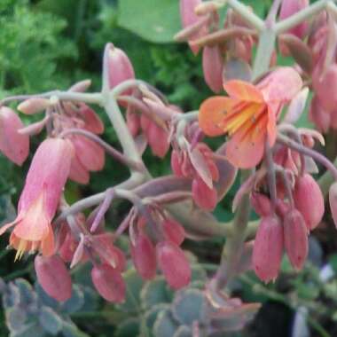 Kalanchoe Fedtschenkoi