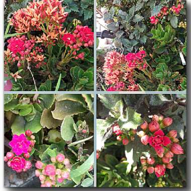 Kalanchoe Blossfeldiana