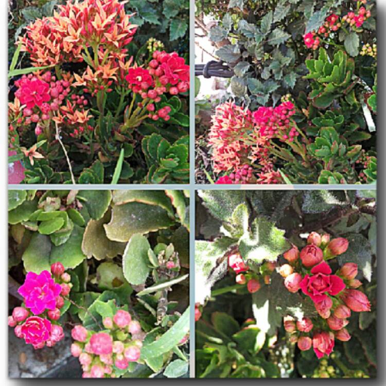 plant image 947117
