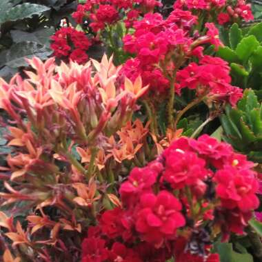 Kalanchoe Blossfeldiana
