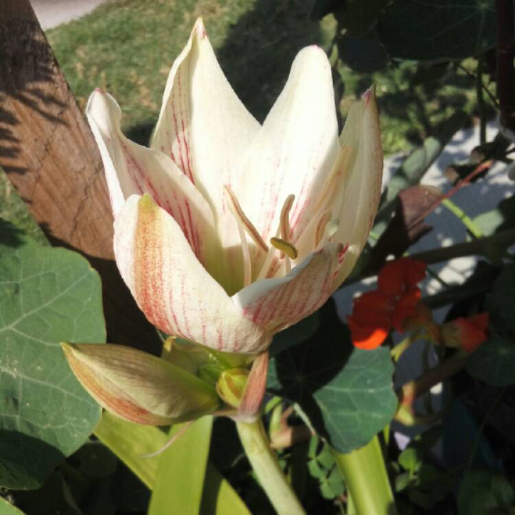plant image 978600
