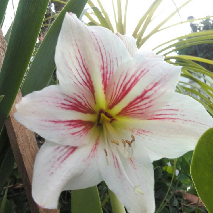 plant image 978607