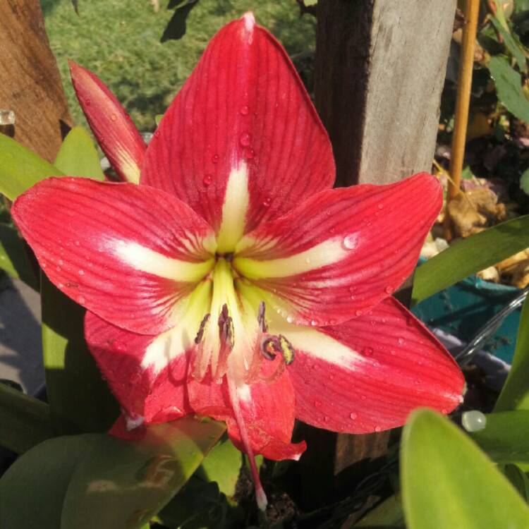 plant image 978610