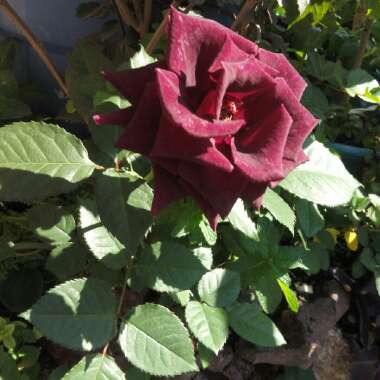 Rosa (Hybrid Tea)