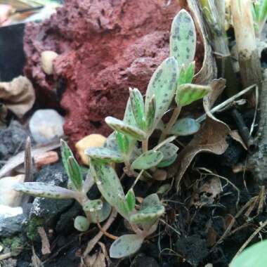 Bryophyllum Delagoense