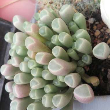 Fenestraria aurantiaca 'Fireworth '