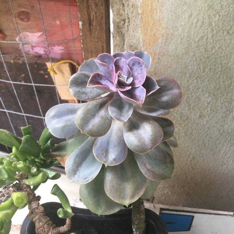 Plant image Echeveria Magnifica