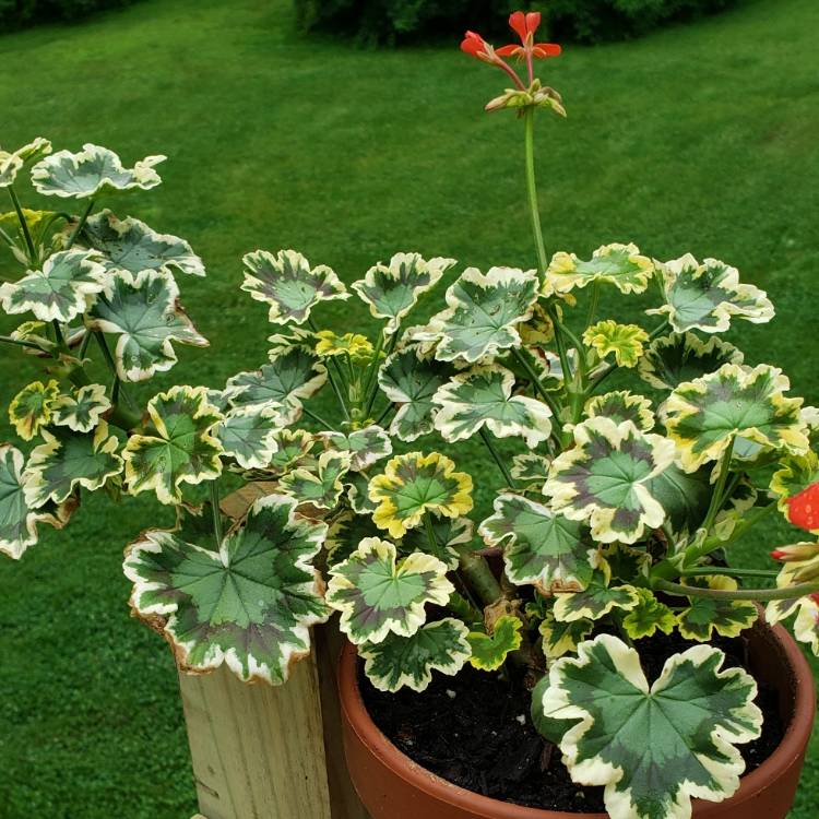 Plant image Pelargonium 'Mrs Pollock'