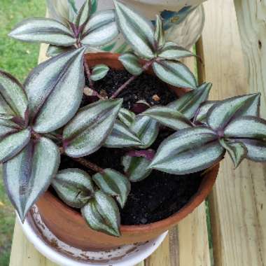 Silver Inch Plant