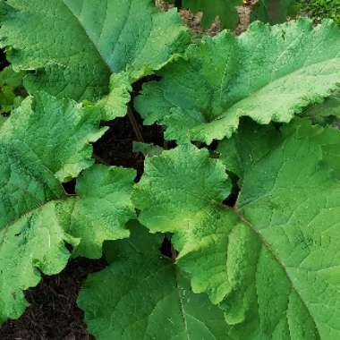 Common Burdock