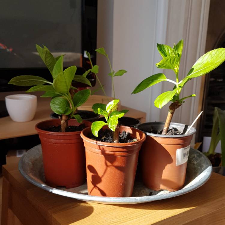 plant image 617367