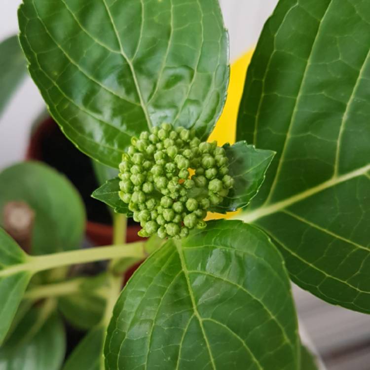 plant image 634932