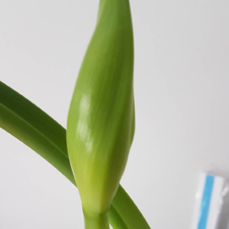 plant image 635356 plant image 635356