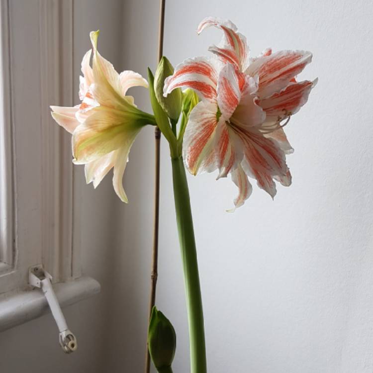 plant image 651414 plant image 651414