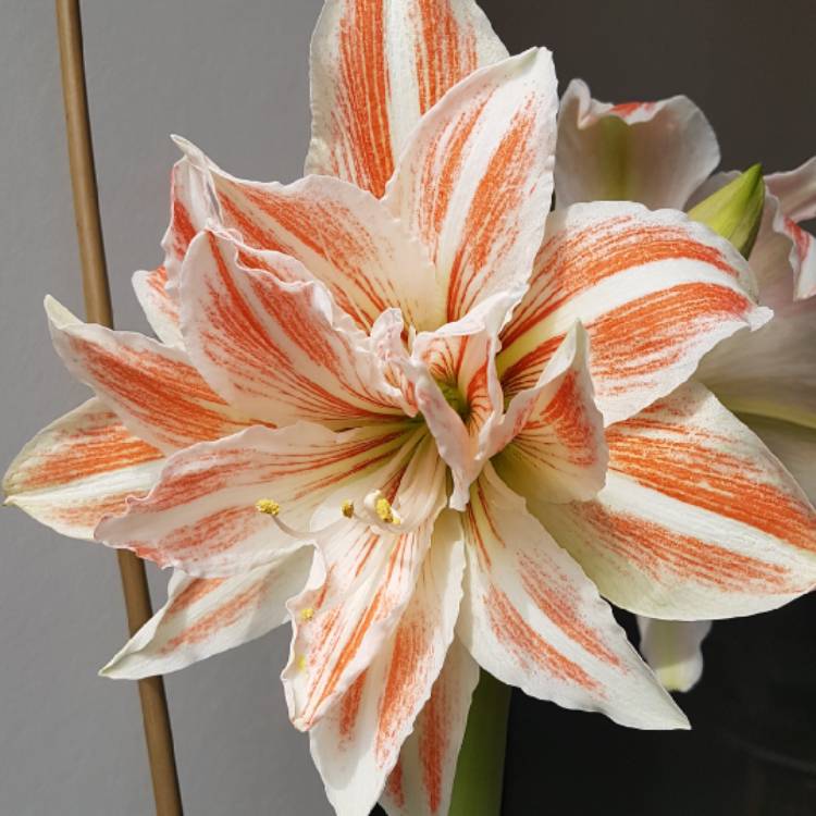 plant image 651461 plant image 651461