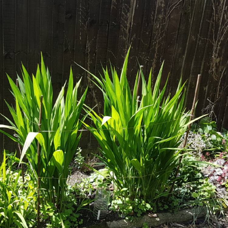plant image 727857