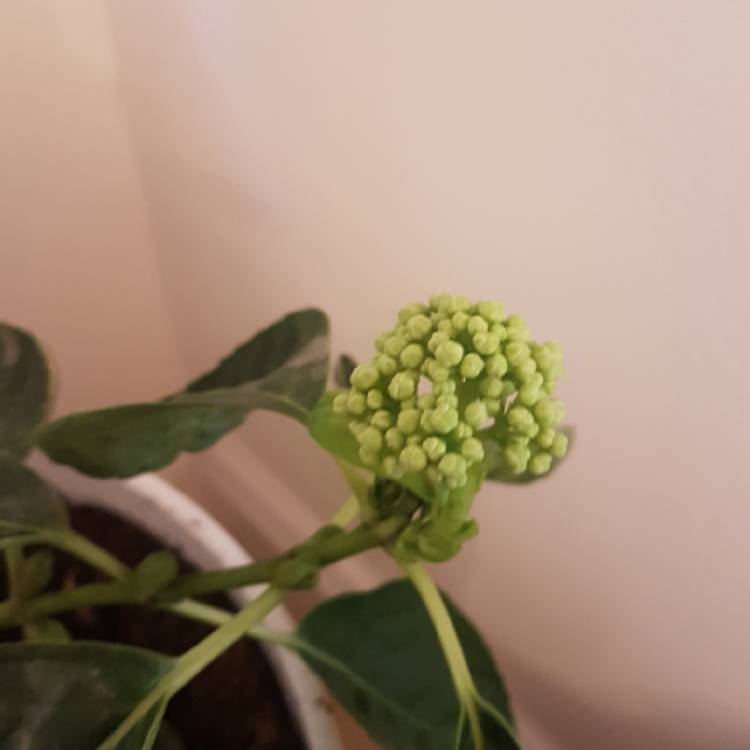 plant image 782632