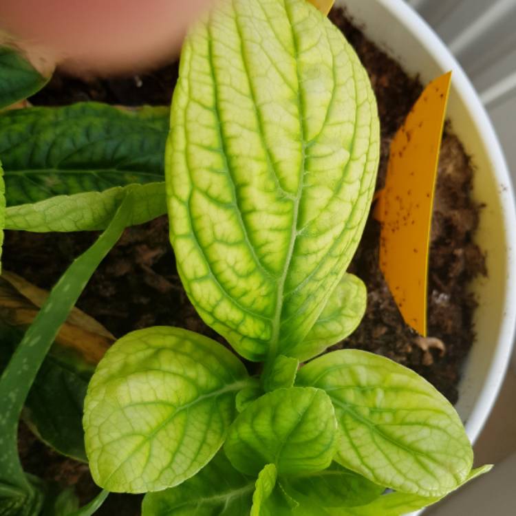 plant image 830539
