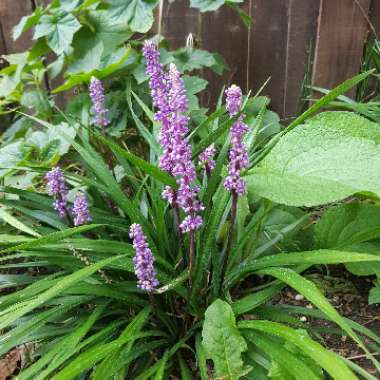 Liriope muscari 'Moneymaker'
