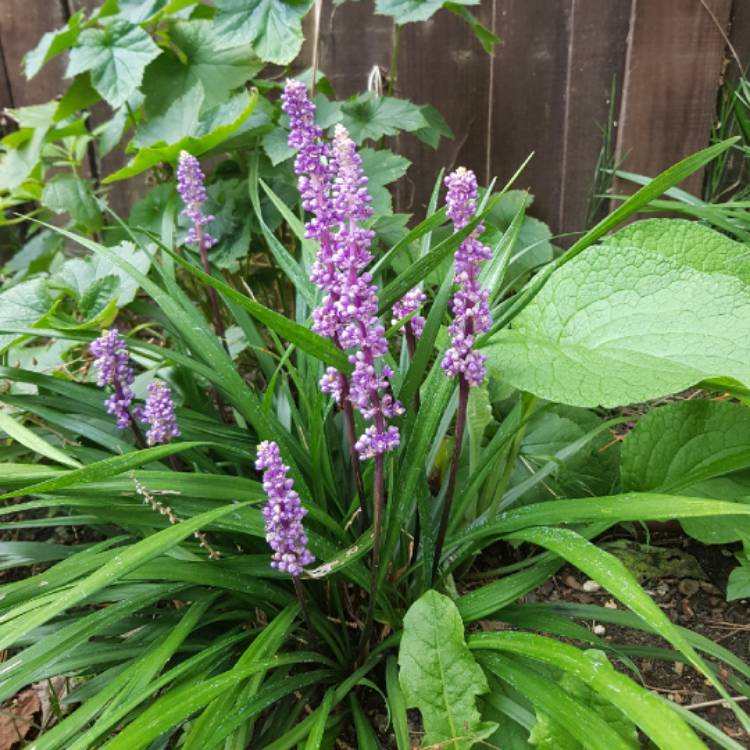 Plant image Liriope muscari 'Moneymaker'