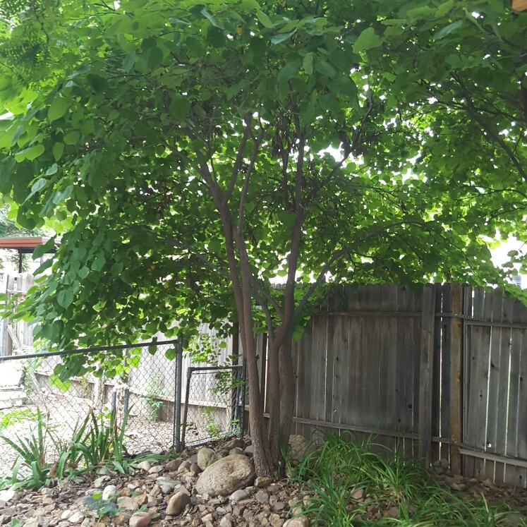 plant image 149486