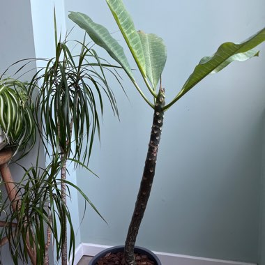 Frangipani